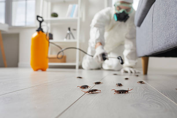 Commercial Kitchen Cockroach Control in Rock Hill